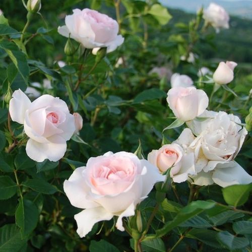 Rosales floribundas - Rosa - Sans Souci® - 